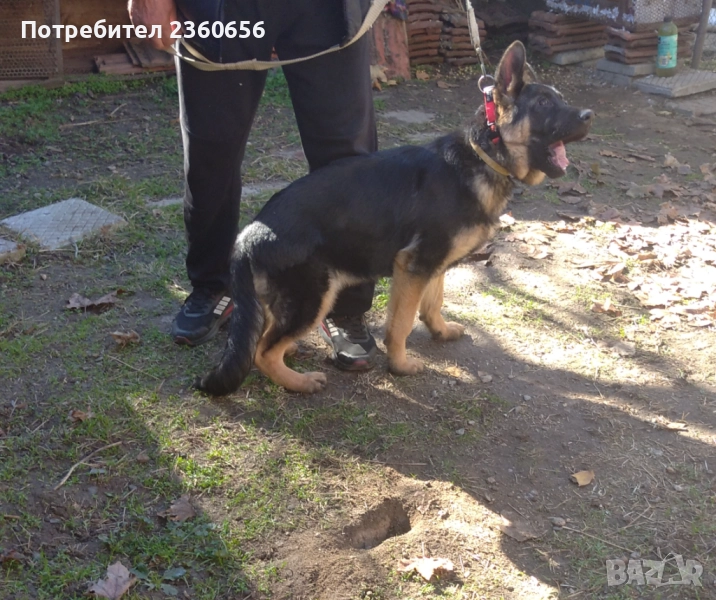 Немска овчарка, снимка 1