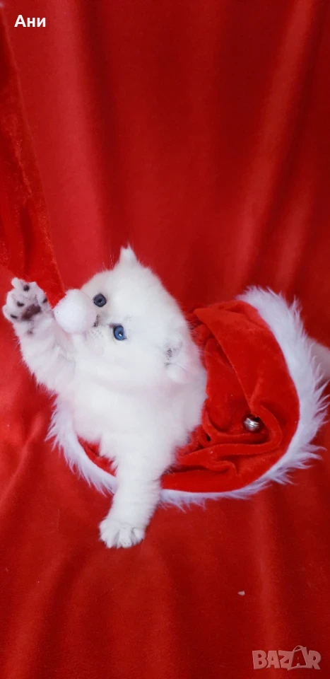 КОТЕНЦА МЕЧТА НА СУПЕР ЦЕНА, снимка 1