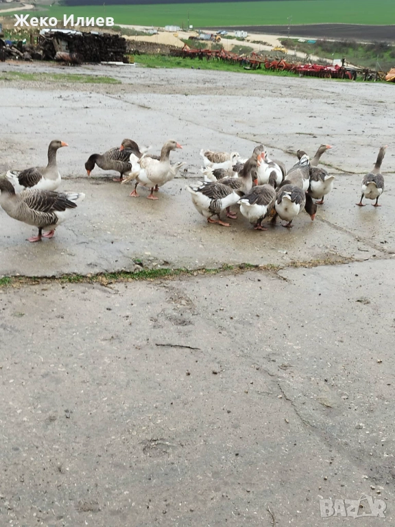 Продавам гъски, снимка 1