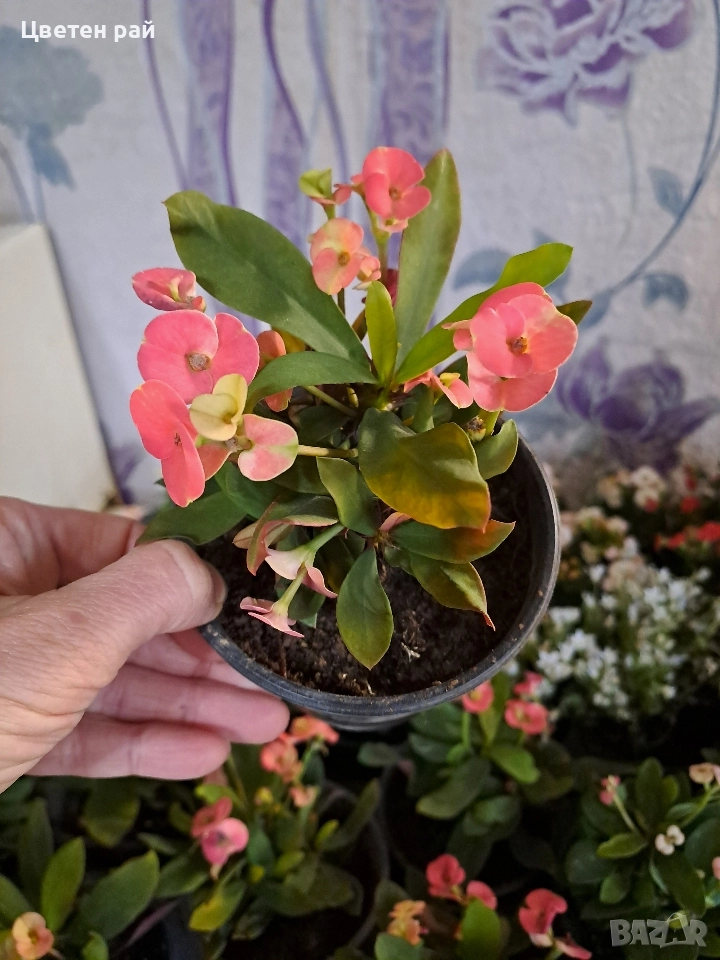 Исусов венец , снимка 1