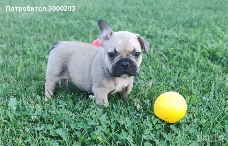 Френски булдог, снимка 1