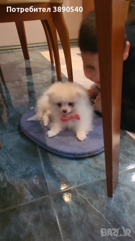 Мини померан, снимка 1