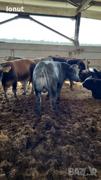 Продавам телета и бикове ., снимка 1