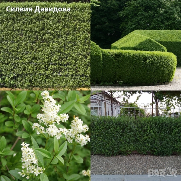 Лигуструм в работни саксии, снимка 1