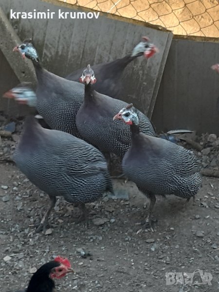 оплодени яйца от токачки , снимка 1