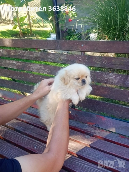 Пекинез, снимка 1