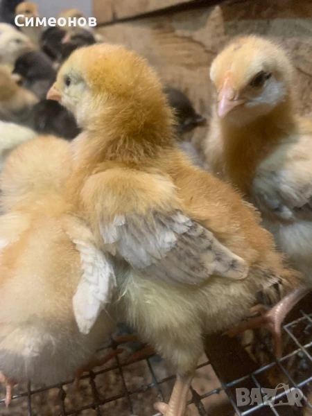 Пилета Старозагорска Кръстоска , снимка 1