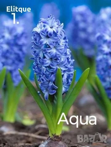 зюмбюл , снимка 11 - Градински цветя и растения - 53265198