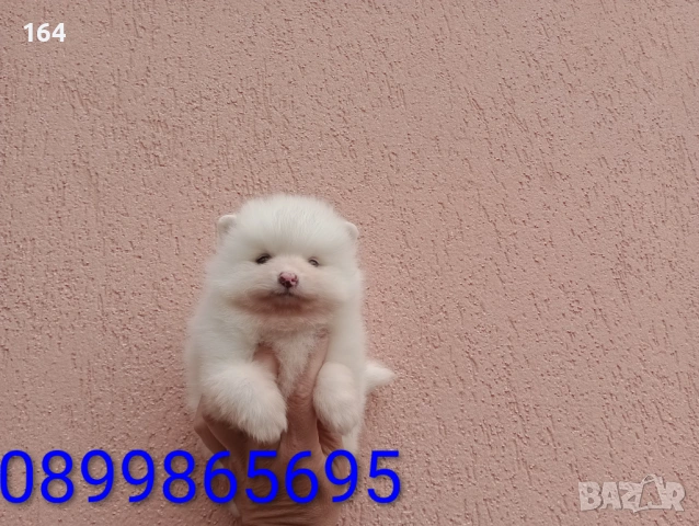 Мъжки бял Померан.  Реални снимки от 21.03.26 г. , снимка 3 - Померан - 53923472