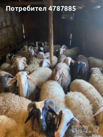 Продавам кочлета