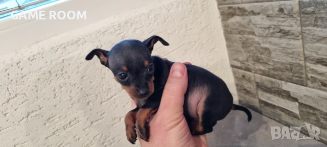 Супер мини джобен пинчер пинчерче пинчери пинчерчета кученце куче чихуахуа , снимка 2 - Пинчер - 52693117