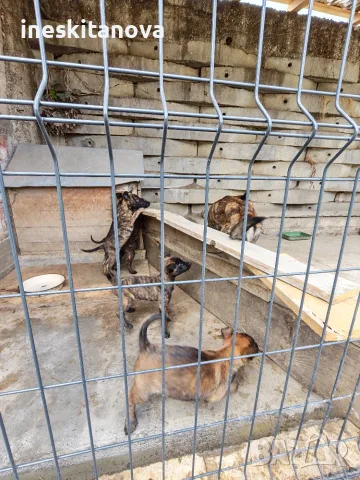 🐕 ПРОДАВАТ СЕ КУЧЕНЦА МАЛИНОА 🐕, снимка 8 - Белгийска овчарка - 56230855
