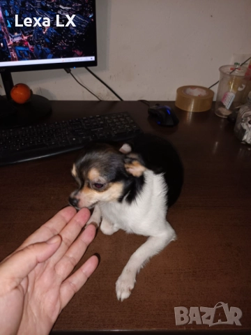 кученца кръстоста мини пинчер/чихуахуа, снимка 12 - Пинчер - 52586271