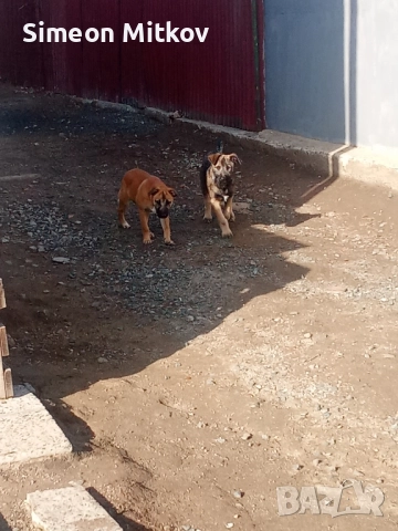 здравейте приятели продавам белгийски овчарки Черно то ми Ко жилото то женско ми на 4 месеца , снимка 5 - Белгийска овчарка - 52075309