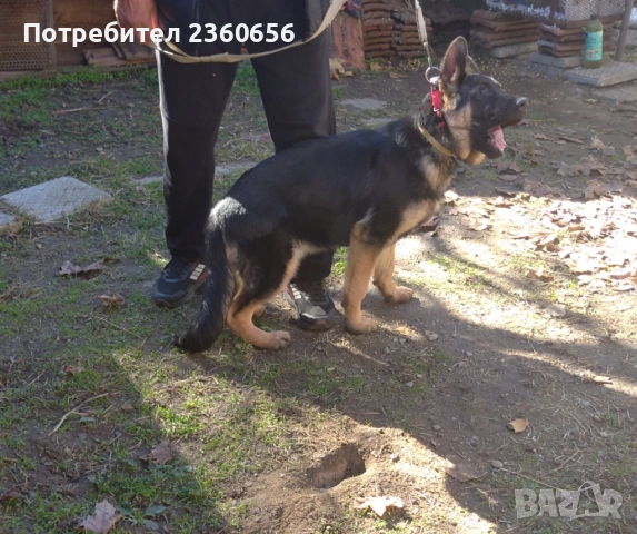 Немска овчарка