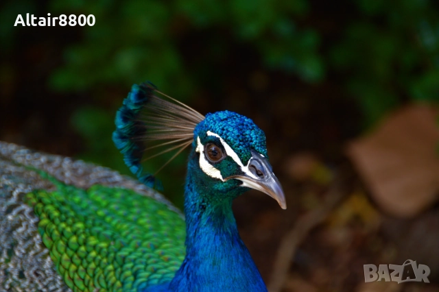 Nikon AF-S 18-200mm f/3.5-5.6G ED VR обектив Никон, снимка 12 - Обективи и филтри - 52515250