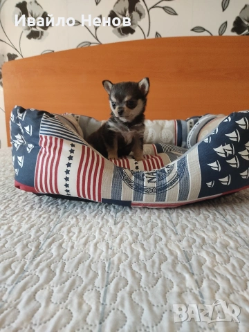 Продавам женско чихуахуа