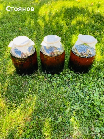 Сироп черен бъз с мед, бъзак с мед, снимка 5 - Други - 51738820