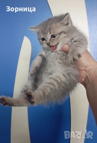 Британско коте, снимка 9 - Британска късокосместа - 54330863