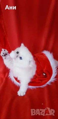 КОТЕНЦА МЕЧТА НА СУПЕР ЦЕНА
