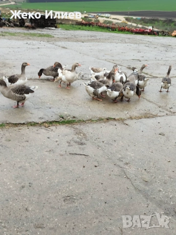 Продавам гъски