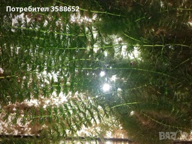 Роголистник