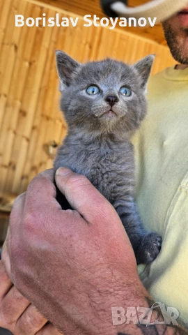 Подаряваме прекрасни малки котенца, снимка 3 - Други - 54322334