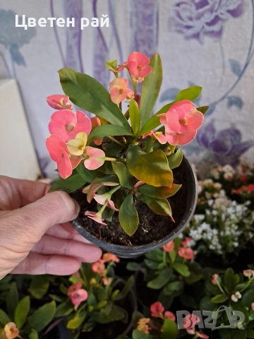 Исусов венец , снимка 1 - Градински цветя и растения - 52966653