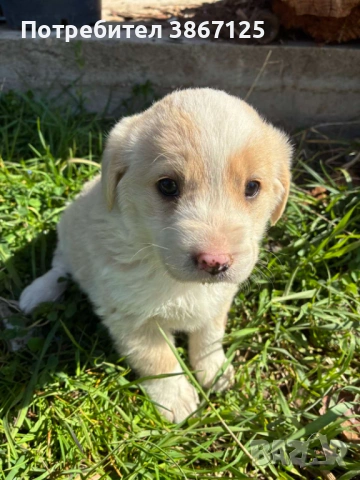 Кученца, снимка 4 - Други - 54099667