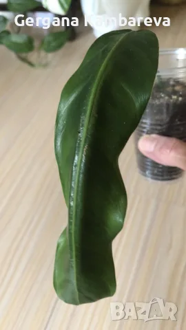 Philodendron Patriciae , снимка 4 - Стайни растения - 55708987
