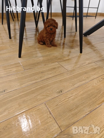 Пудел Той , снимка 9 - Пудели - 48264579