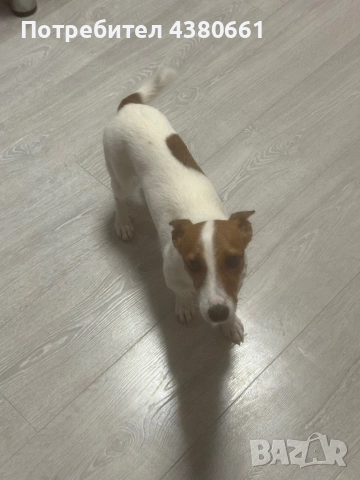 Джак ръсел, снимка 1