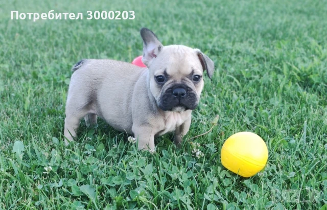 Френски булдог, снимка 1