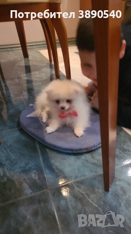 Мини померан