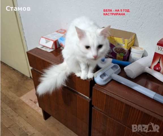 Подарявам 4 домашни котки, снимка 2 - Персийска - 52837851