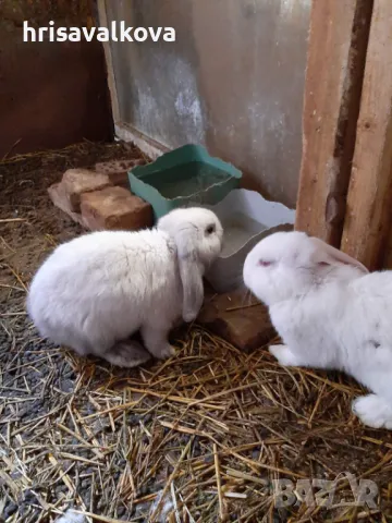 Белгийски великани, снимка 6 - Други - 48744936