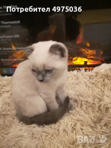 шотландско клепоухо момче 