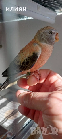 Папагали Буркови Неофеми