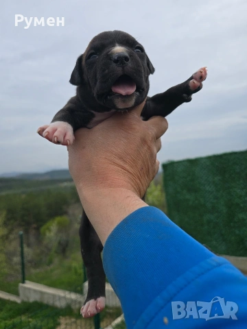 Американски стафордшир териер , снимка 11 - Американски стафордширски териер - 54059702