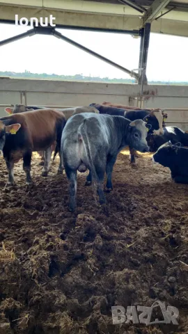 Продавам телета и бикове .