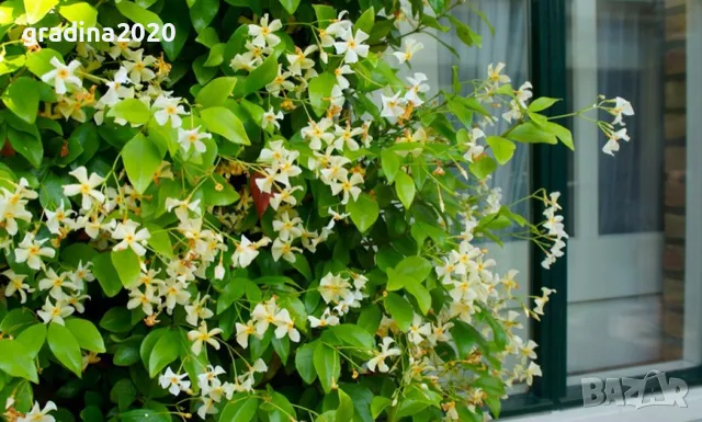 Жасмин вечно зелен Налични 4 вида, снимка 10 - Разсади - 49939528