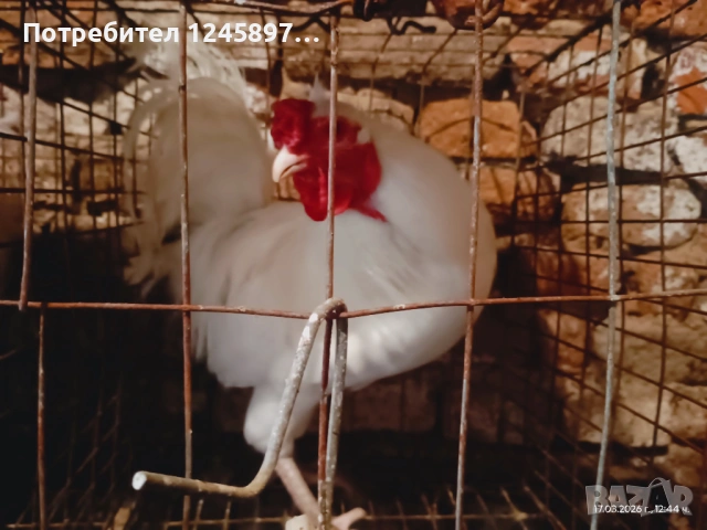 Кетро петли, снимка 3 - Кокошки и пуйки - 53946795