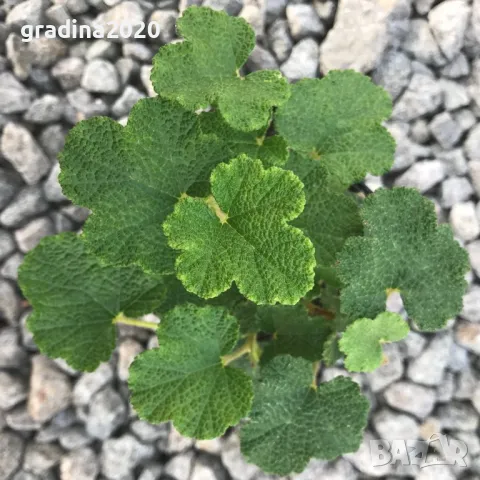 Пълзяща къпина Creeping Bramble, снимка 3 - Разсади - 48346596