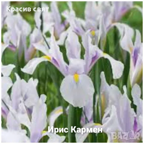 Луковици на 5 сорта високи ириси, снимка 3 - Градински цветя и растения - 56469392