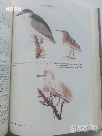 Фауната на България Том 20 част 1 - С.Симеонов,Т.Мичев,Н.Нанкинов - 1990г., снимка 11 - Енциклопедии, справочници - 36783010