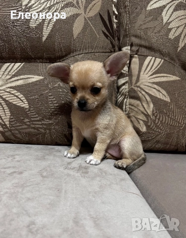 Уникално Мини Чихуахуа Момиченце, снимка 3 - Чихуахуа - 52883311