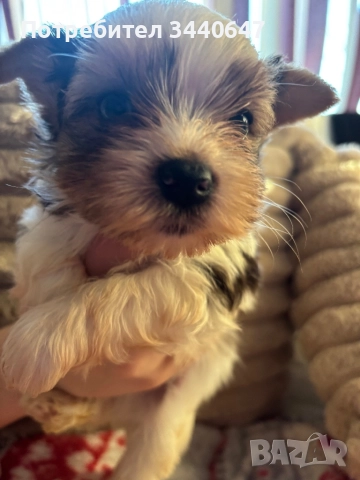 Мъжко йорки, снимка 9 - Йоркширски териер - 52553604