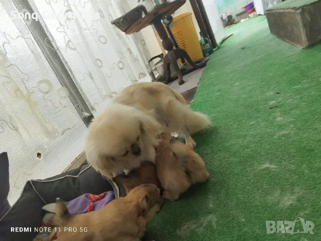   Очарователни малки пухкави бебета пекинези на 30 дни. 🐶❤️ 