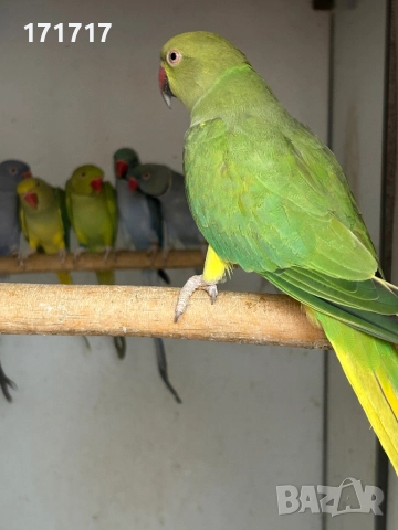 Малък Александър, снимка 3 - Папагали - 51129249