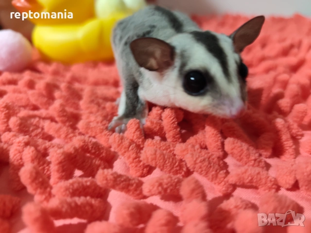 Захарна катеричка летяща торбеста катерица, снимка 6 - Други животни - 53143127